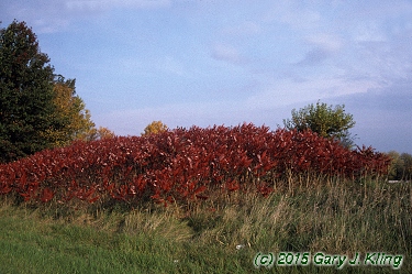 Rhus glabra