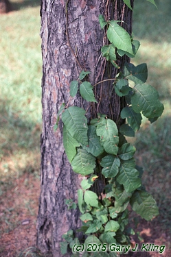 Rhus Radicans Habit: Uiplants