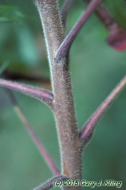 Rhus typhina