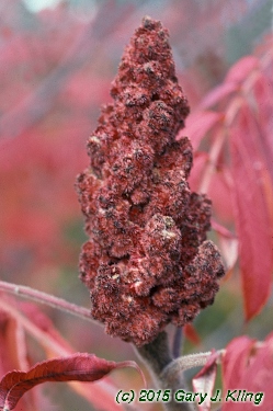 Rhus typhina