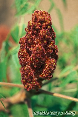 Rhus typhina