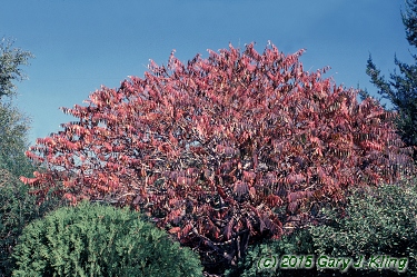 Rhus typhina