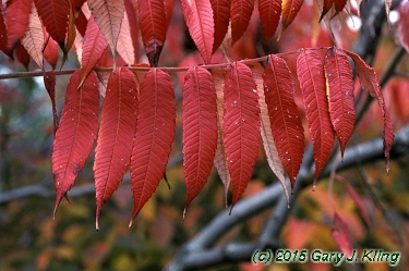 Rhus typhina
