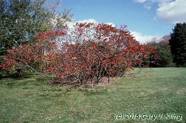 Rhus typhina