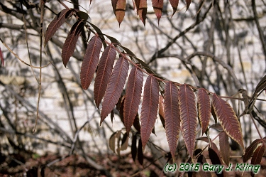 Rhus typhina