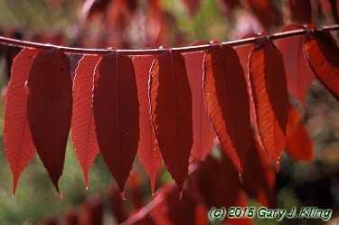 Rhus typhina