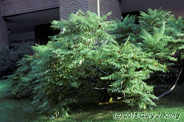 Rhus typhina 'Laciniata'