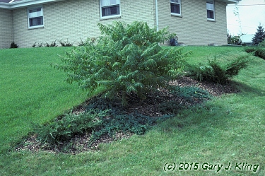 Rhus typhina 'Laciniata'