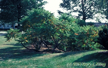 Rhus typhina 'Laciniata'