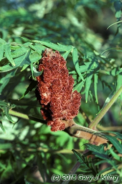 Rhus typhina 'Laciniata'