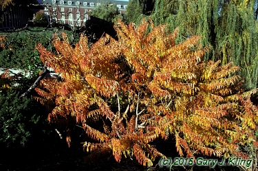 Rhus typhina 'Laciniata'