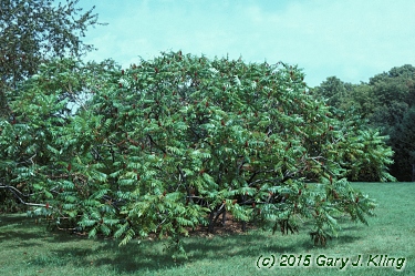 Rhus typhina