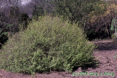Ribes alpinum
