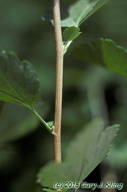 Ribes alpinum