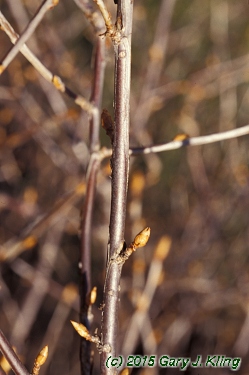 Ribes alpinum