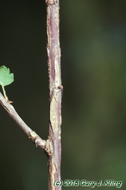 Ribes alpinum