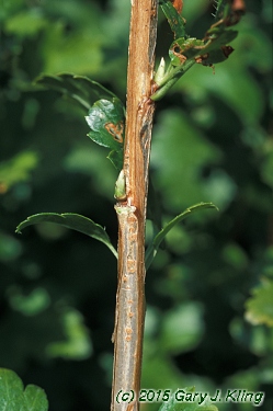 Ribes alpinum