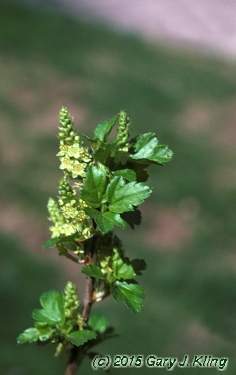 Ribes alpinum