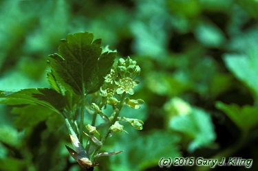 Ribes alpinum