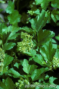 Ribes alpinum