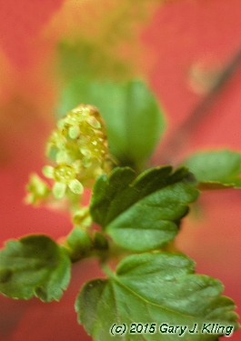 Ribes alpinum
