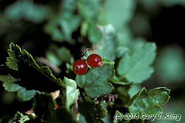 Ribes alpinum