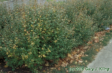 Ribes alpinum