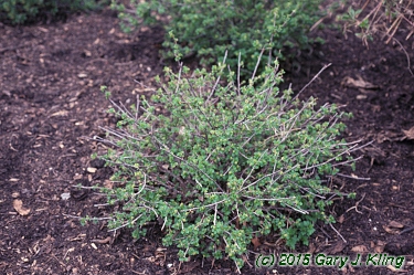 Ribes alpinum 'Green Mound'