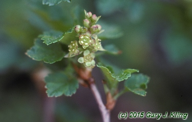 Ribes alpinum 'Green Mound'