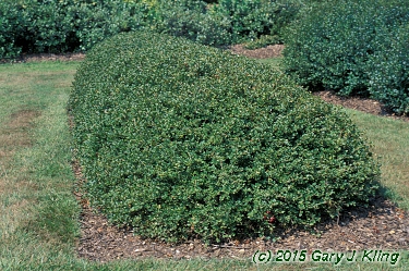 Ribes alpinum 'Green Mound' habit: UIPLANTS