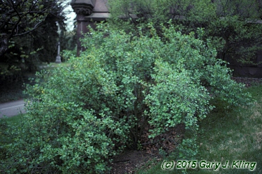Ribes odoratum