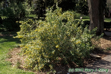 Ribes odoratum