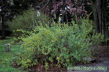 Ribes odoratum