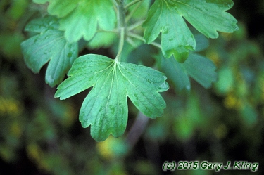 Ribes odoratum
