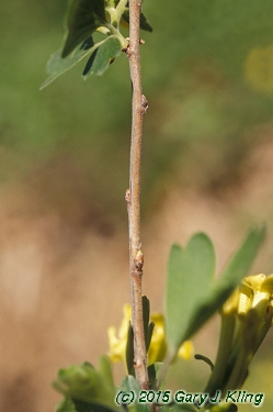 Ribes odoratum