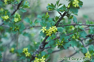 Ribes odoratum