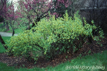 Ribes odoratum