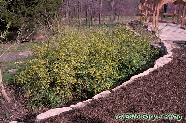 Ribes odoratum