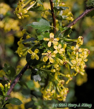 Ribes odoratum