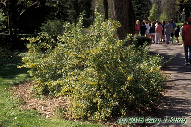 Ribes odoratum