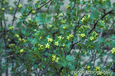 Ribes odoratum