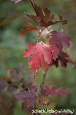 Ribes odoratum