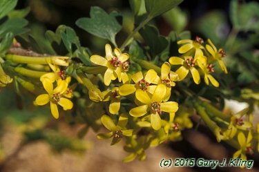 Ribes odoratum
