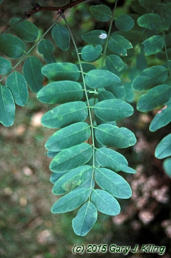 Robinia pseudoacacia