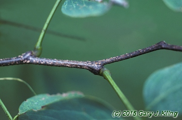 Robinia pseudoacacia