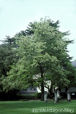 Robinia pseudoacacia