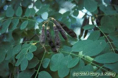Robinia pseudoacacia