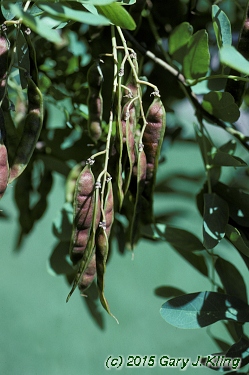 Robinia pseudoacacia