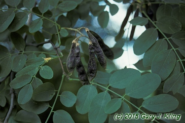 Robinia pseudoacacia