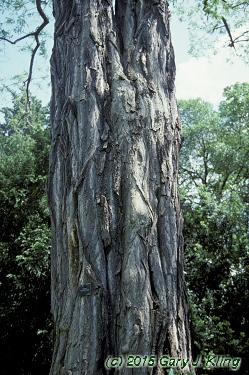 Robinia pseudoacacia